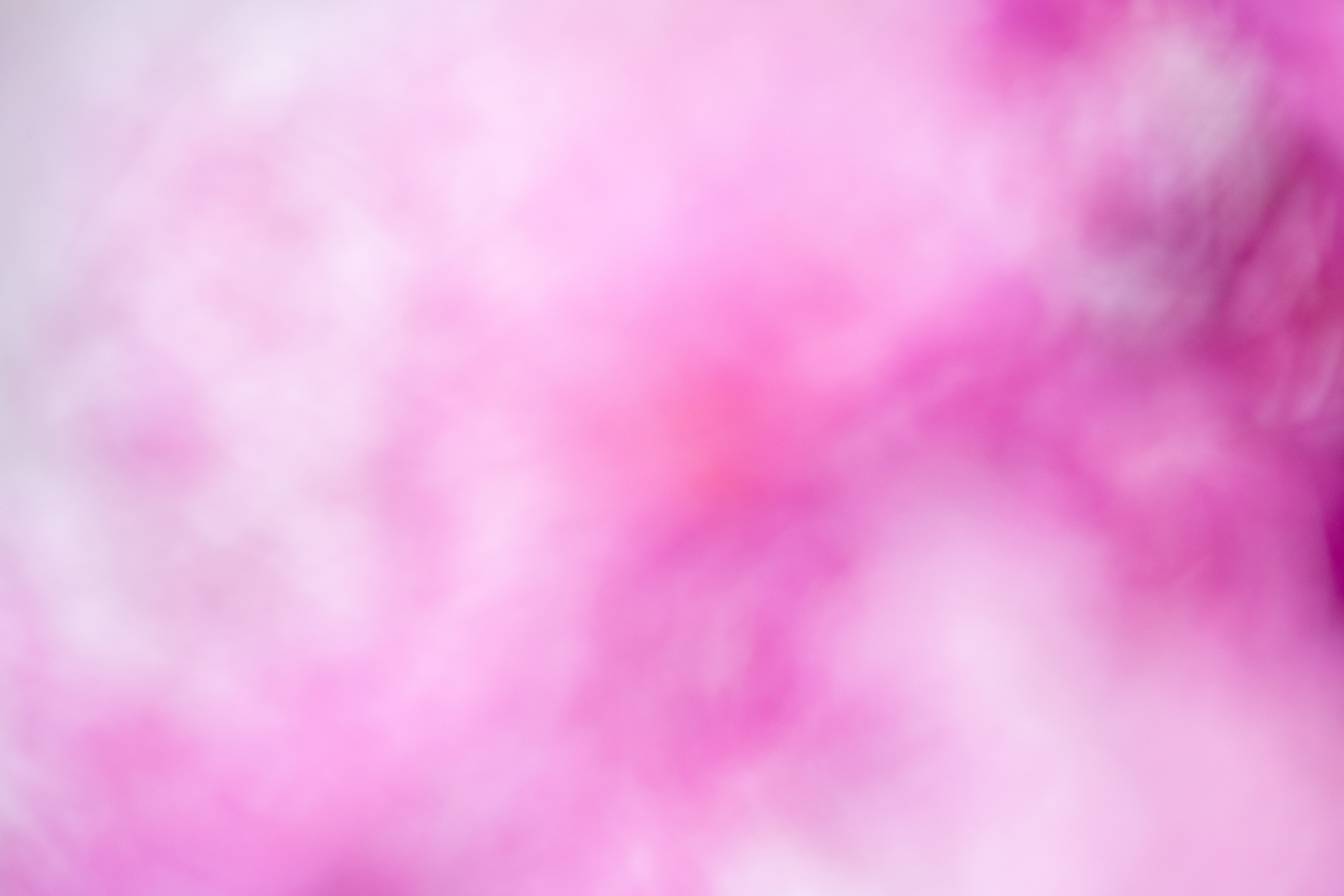 Defocused Pink Background